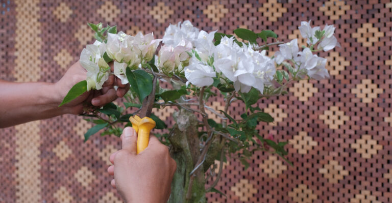 pruning plant (featured image)