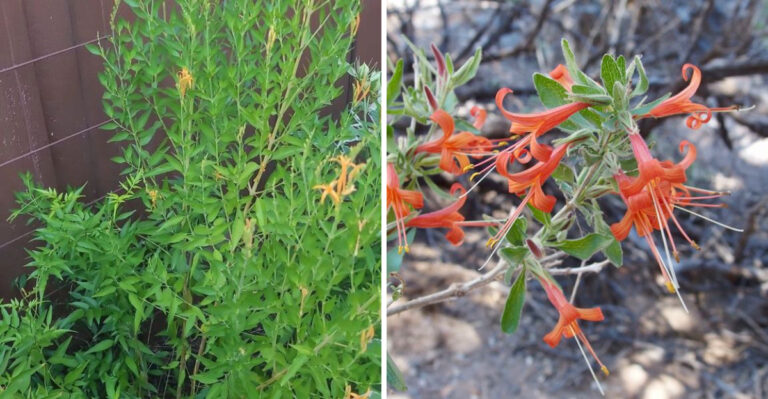 Should Arizona Gardeners Prune Desert Honeysuckle Before Spring