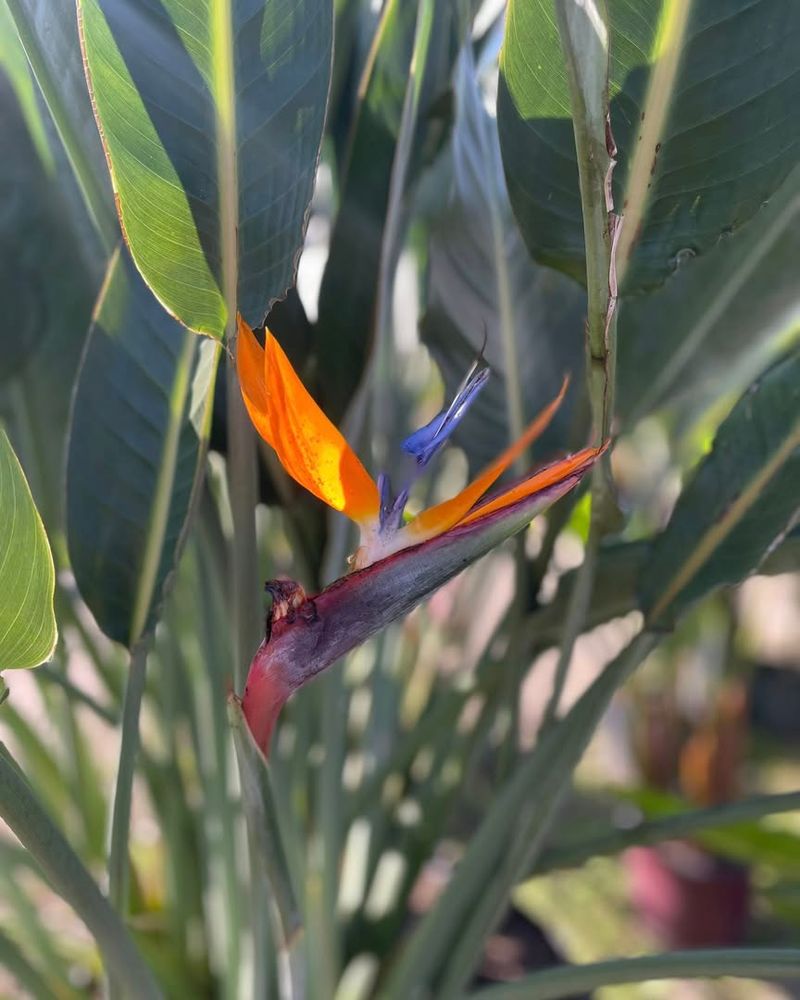 When To Prune Bird-Of-Paradise