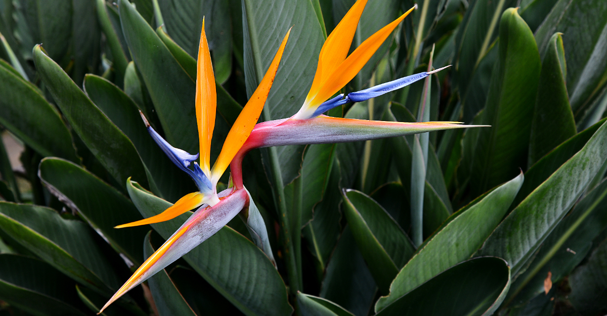 bird of paradise