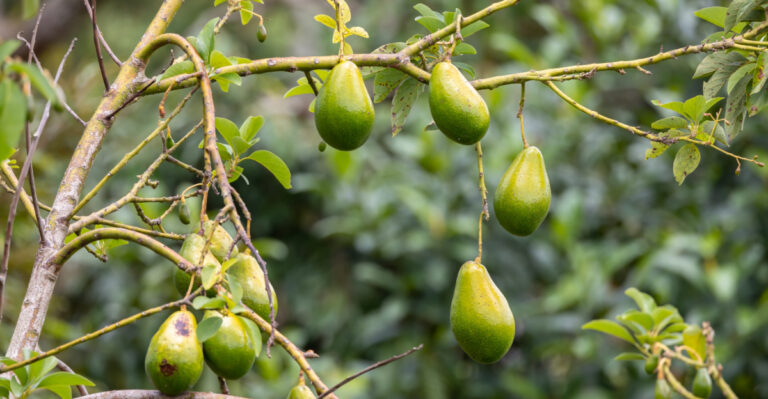 Should Florida Gardeners Prune Avocado Trees Before Spring