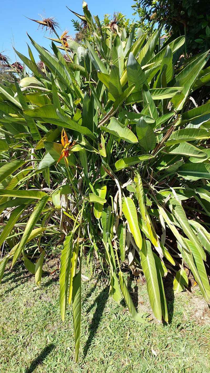 Skip Heavy Pruning Before Spring