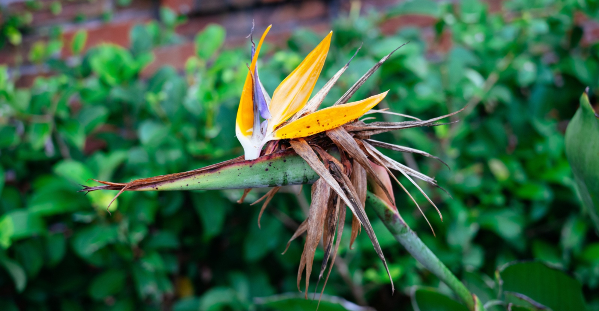 bird of paradise