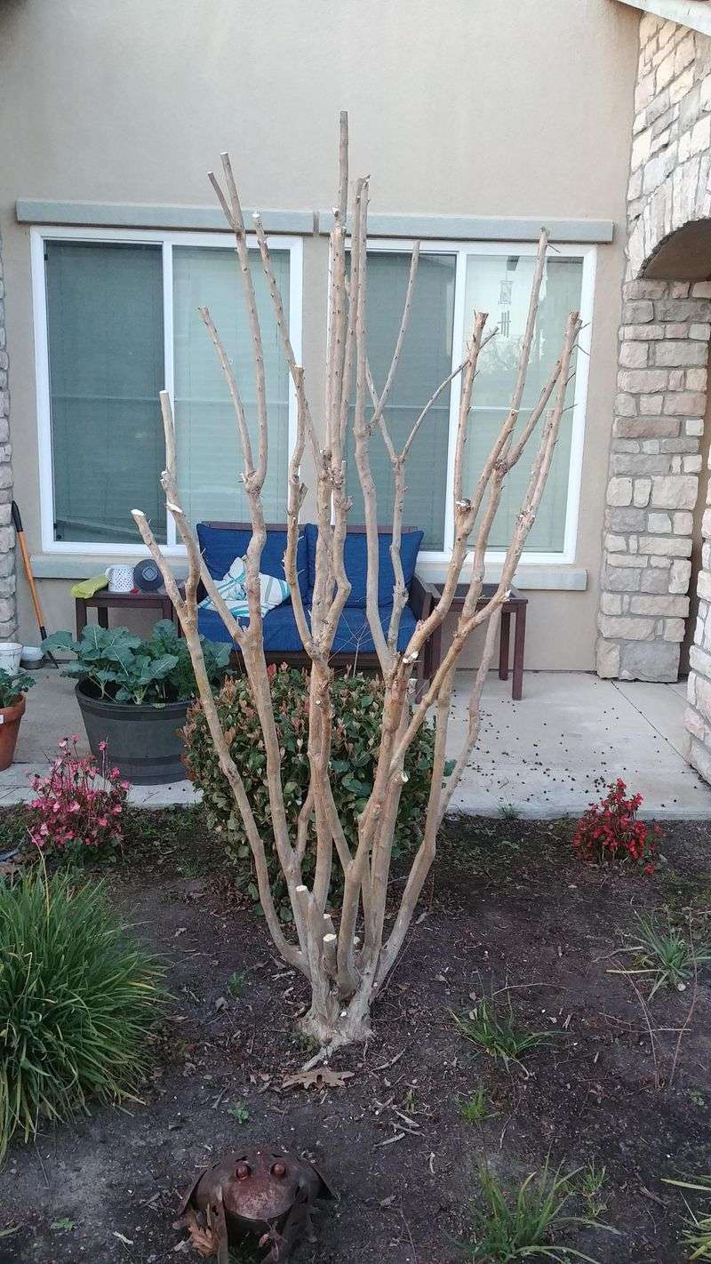 Prune Crape Myrtles In Late Winter For Stunning Blooms