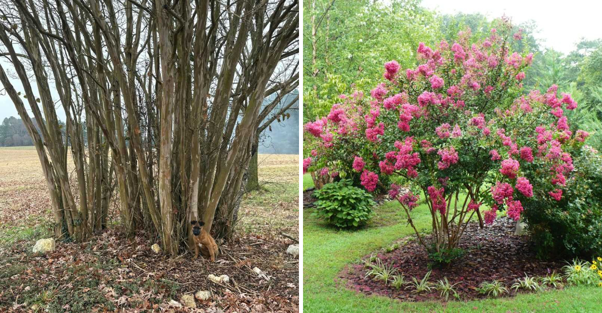 pruning crape myrtle