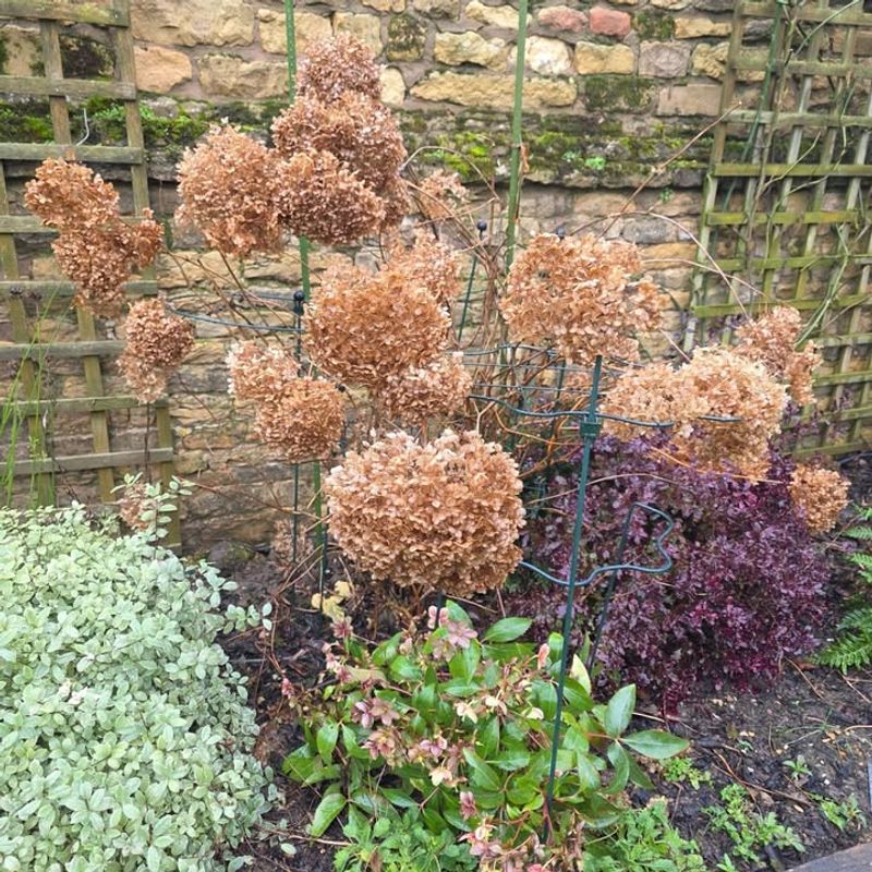 Yes, Some Hydrangeas Can Be Cut Back Before Spring 