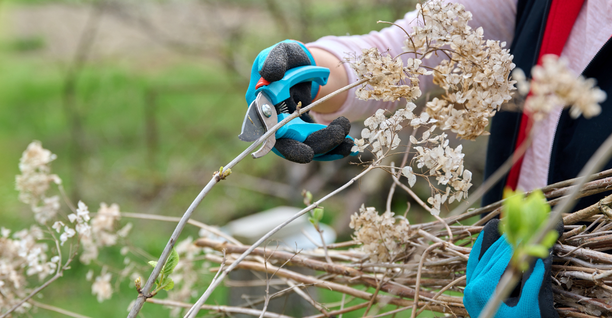 pruning plants (featured image)