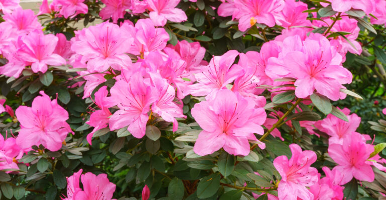 azaleas (featured image)