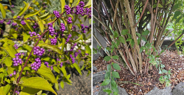 Should Georgia Gardeners Prune Beautyberry Before Spring Growth Starts