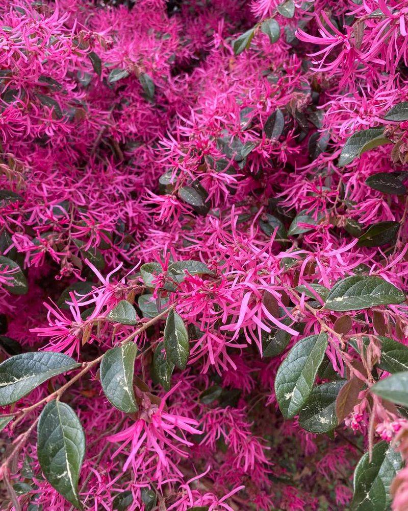 Avoid Heavy Pruning Before Spring Flowering Begins