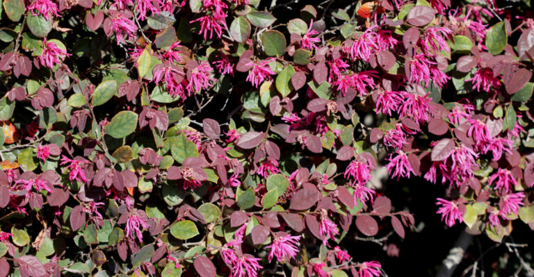 Loropetalum (featured image)