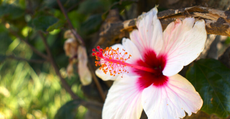 Hibiscus