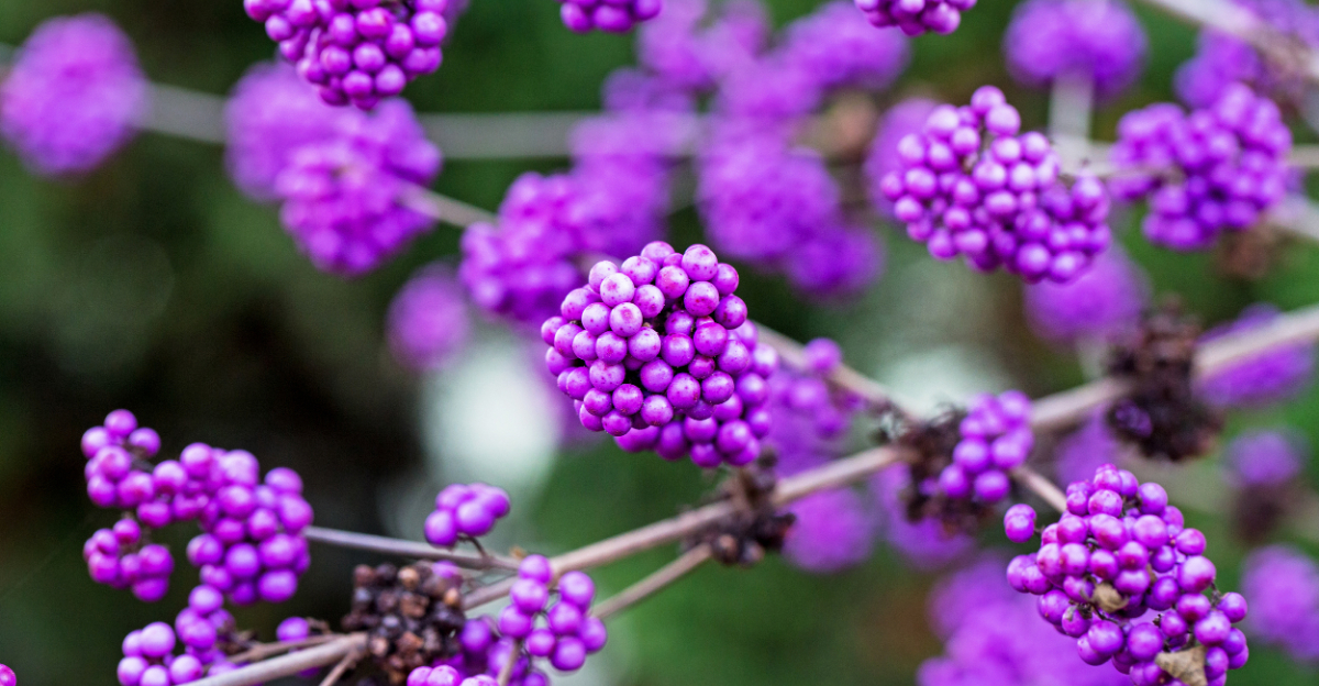 Should Michigan Gardeners Cut Back American Beautyberry Before Spring Arrives