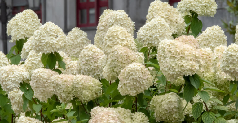 Should Michigan Gardeners Cut Back Panicle Hydrangea Before Spring