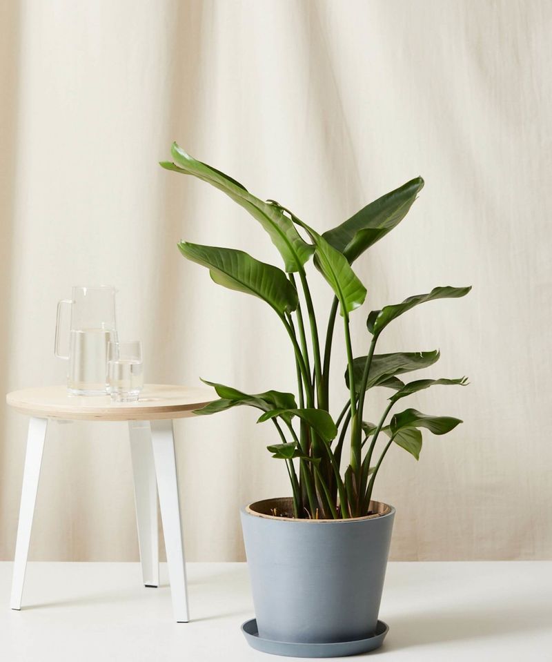 Bird Of Paradise Is Usually Grown Indoors In Michigan