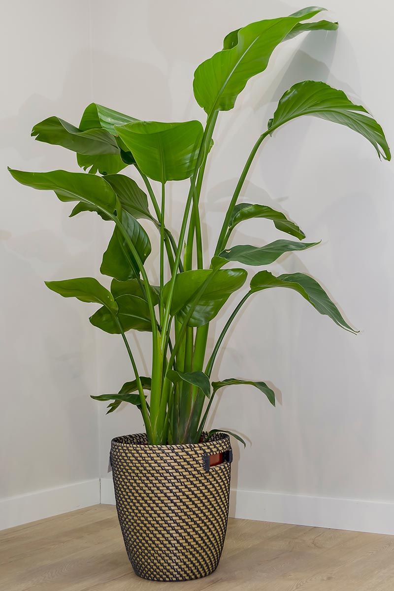 Bird Of Paradise Is Usually Grown As A Container Plant In North Carolina