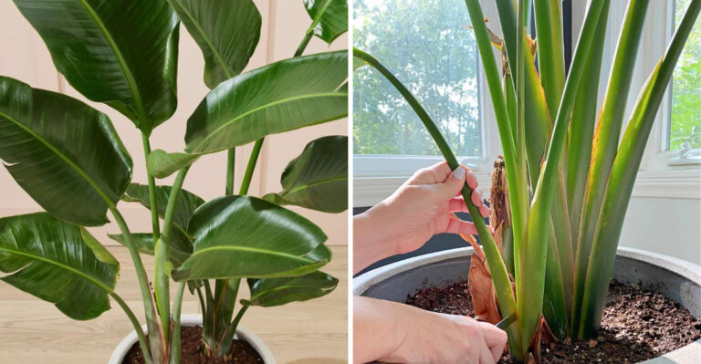 Should North Carolina Gardeners Prune Bird Of Paradise Before Spring