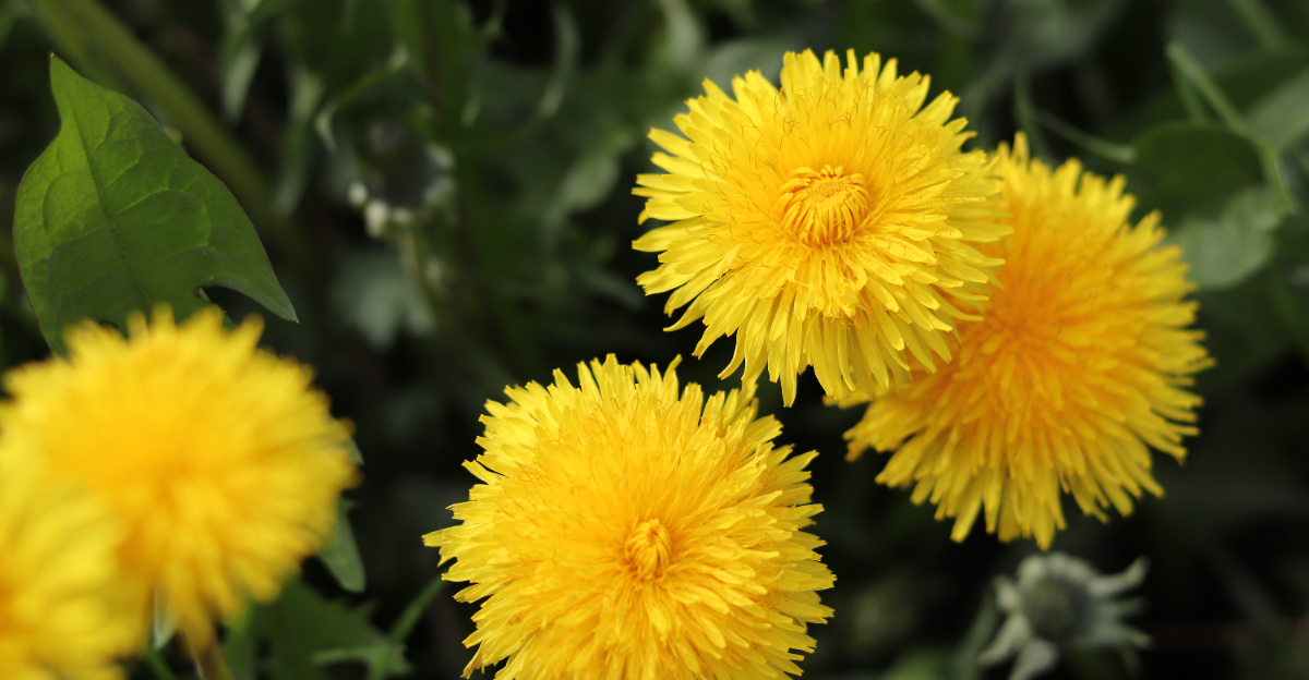 dandelions