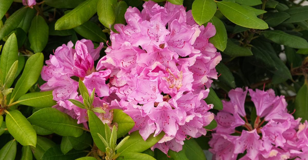 rhododendron
