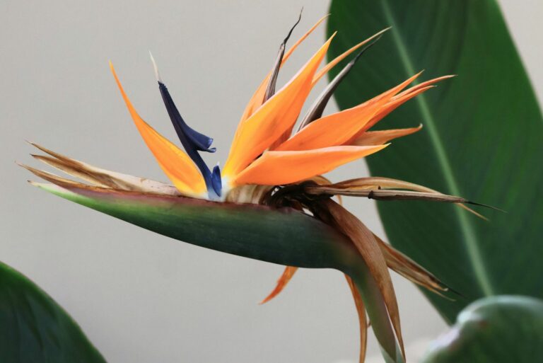 bird of paradise