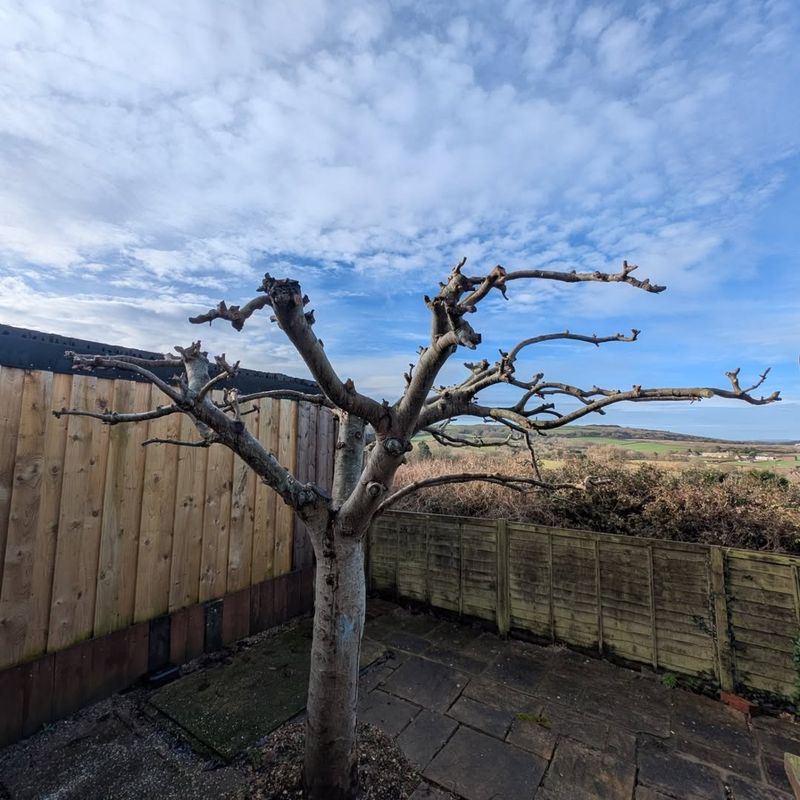 Why Fig Tree Pruning Matters In Pennsylvania Gardens