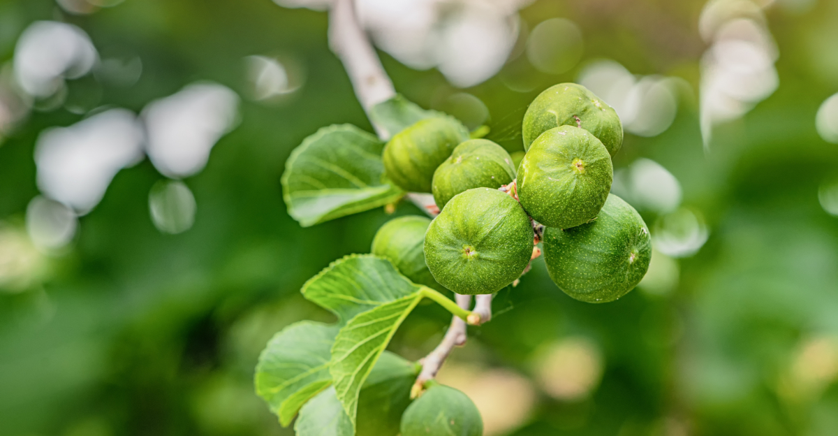 Should Pennsylvania Gardeners Prune Fig Trees Before Spring
