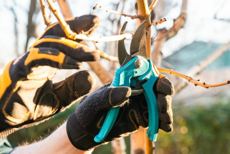 pruning apple tree
