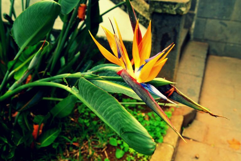 bird of paradise