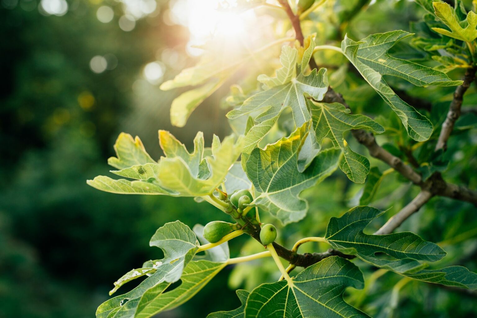 Should Texas Gardeners Prune Fig Tree Before Spring
