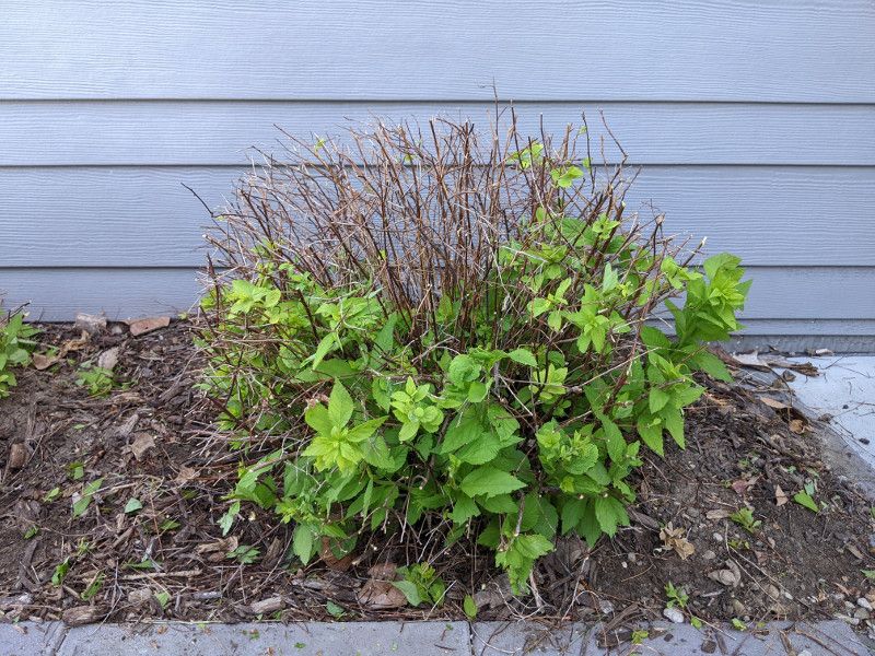 Light Pruning In March Can Keep Spirea Neat Before New Growth Starts