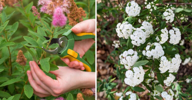 Should You Cut Back Spirea This March In Georgia