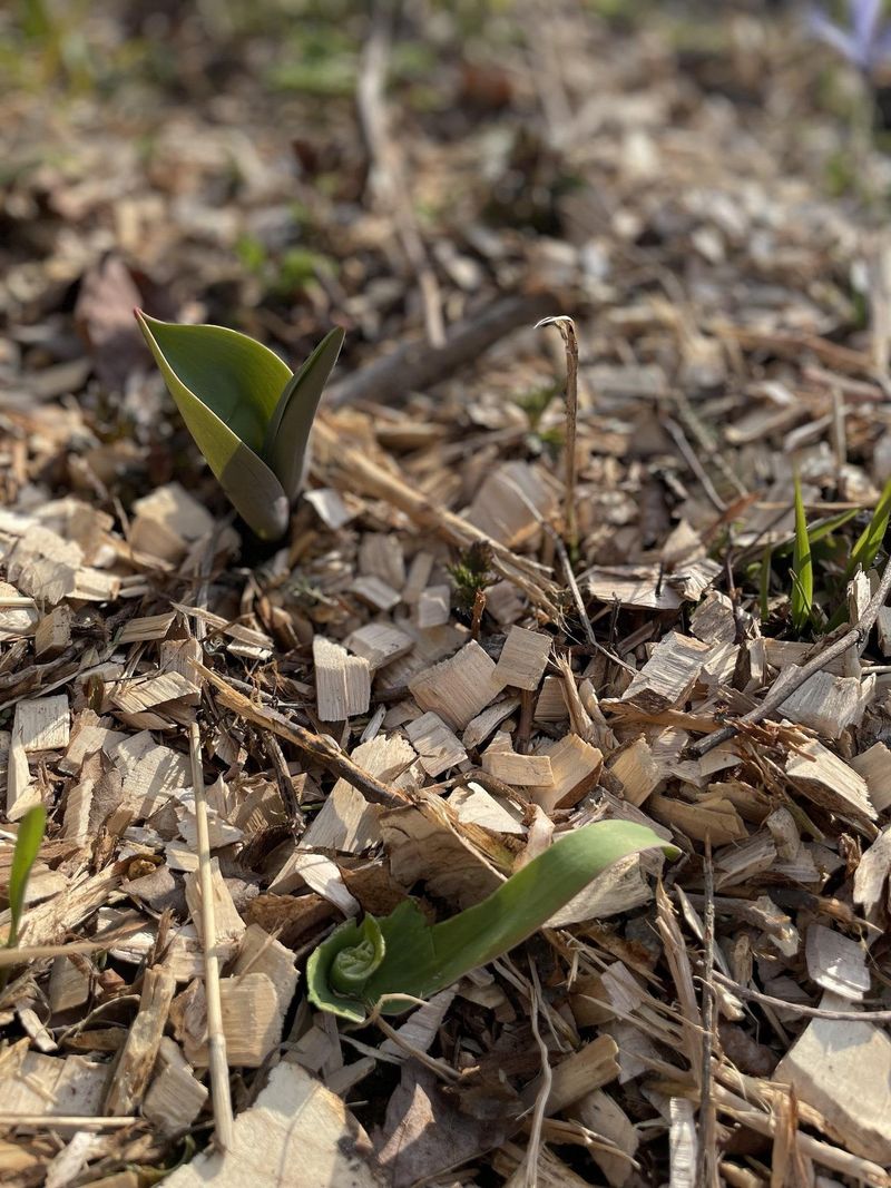 Know When Ohio Tulips Break Dormancy