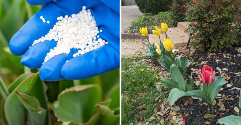 fertilize tulips