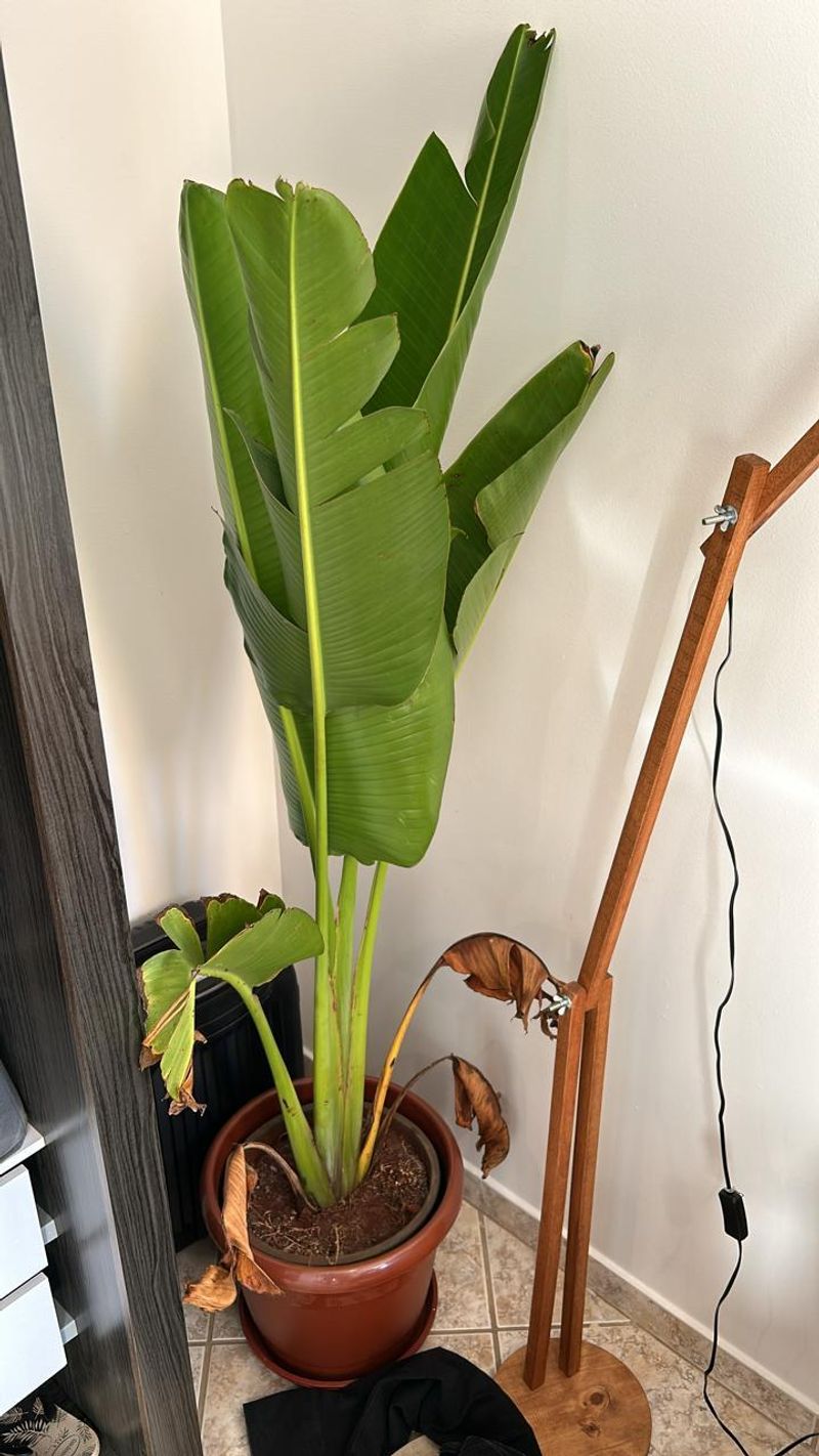 Signs Your Bird Of Paradise Needs Pruning