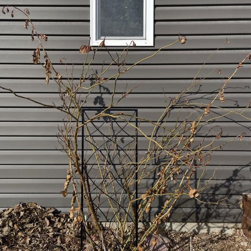 Prune Roses In Late Winter Before New Growth Starts