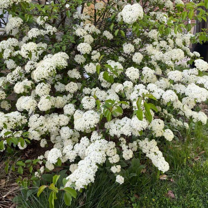 Most Viburnums Should Not Be Pruned Before They Bloom