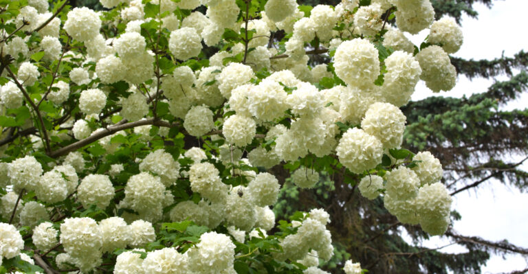 Viburnums (featured image)