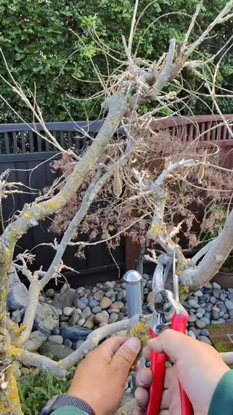 Prune Wisteria Soon After The Spring Flowers Fade