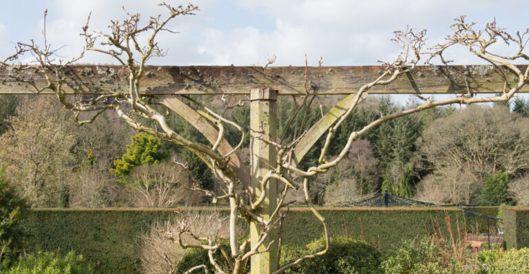 wisteria (featured image)