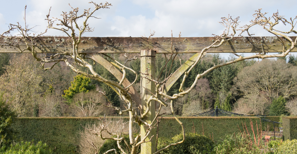 wisteria (featured image)