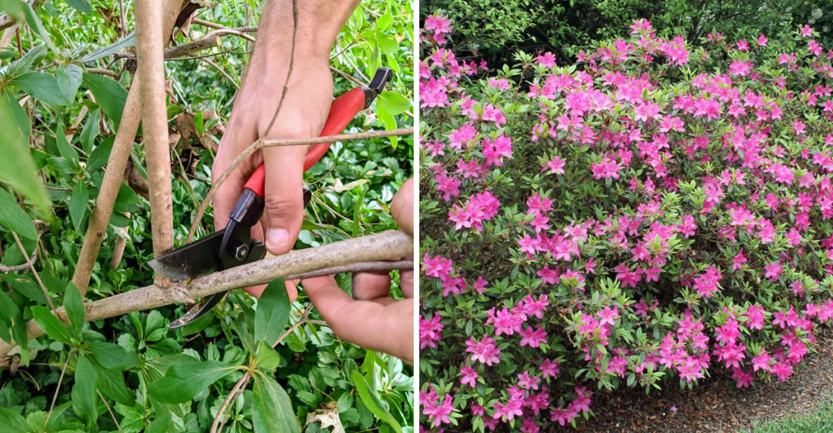prune azalea