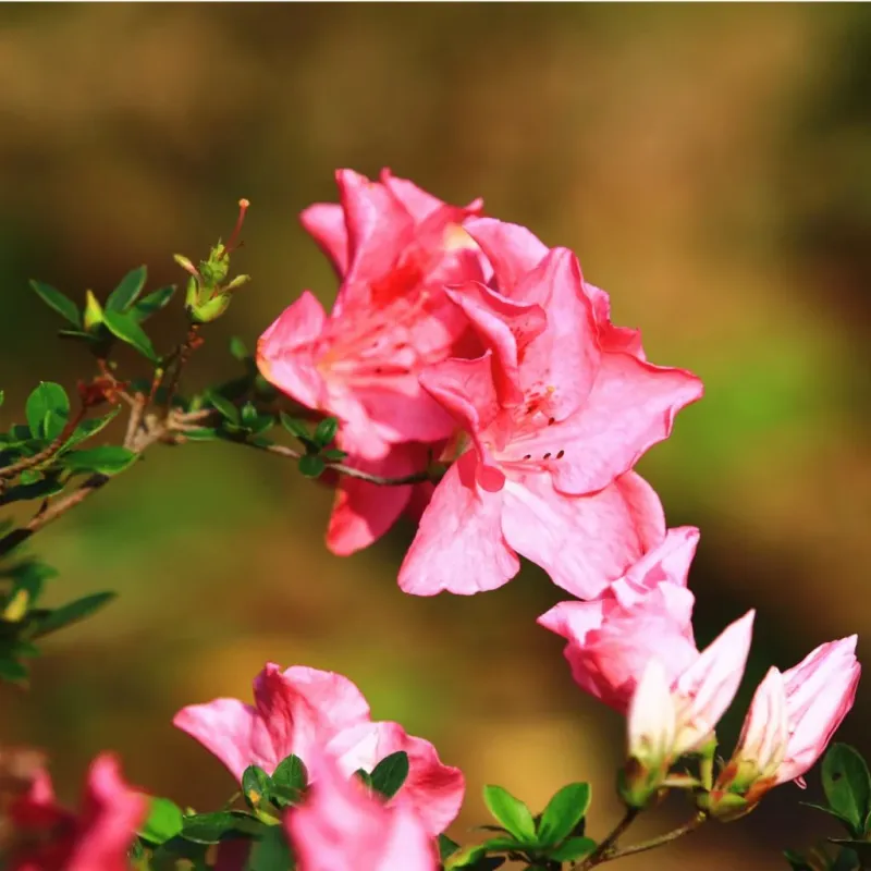 Wait Until After Blooms Fade To Trim Azaleas