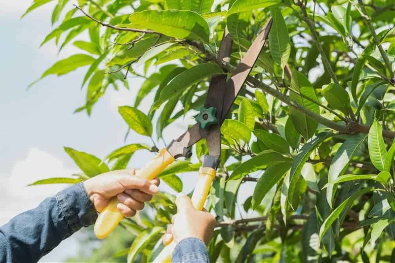 Mango Trees Benefit From Careful Pruning Before Spring Growth