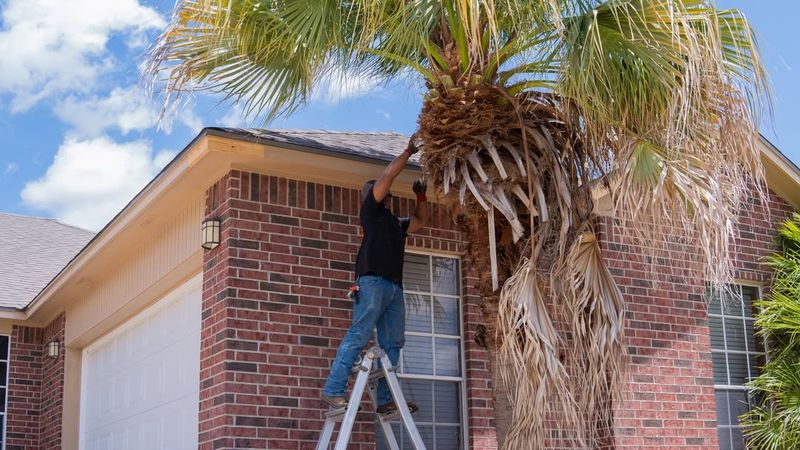 Trim Damaged Fronds First