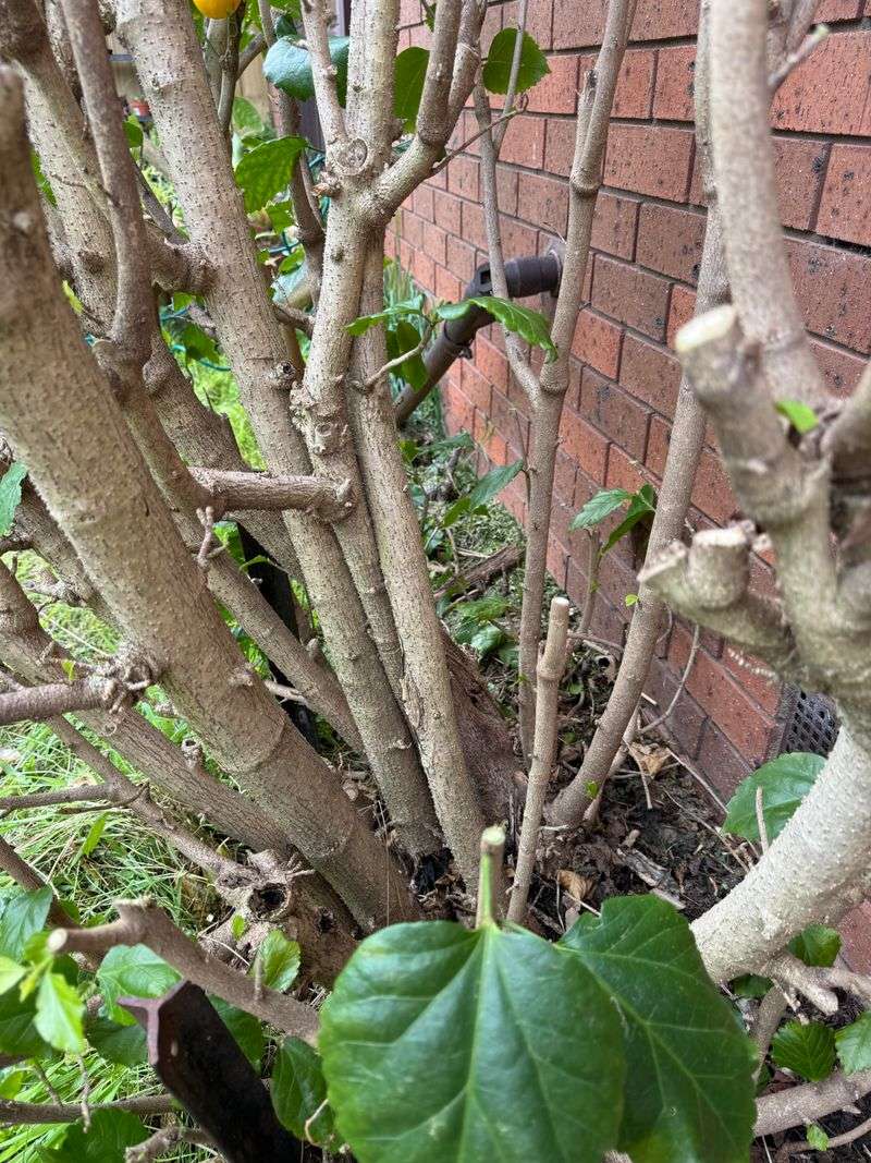 Prune Just Before Florida's Spring Growth Burst