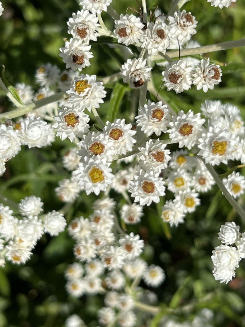 Pearly Everlasting