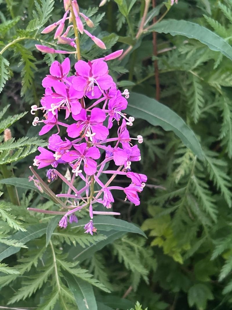 Fireweed (Chamerion Angustifolium)