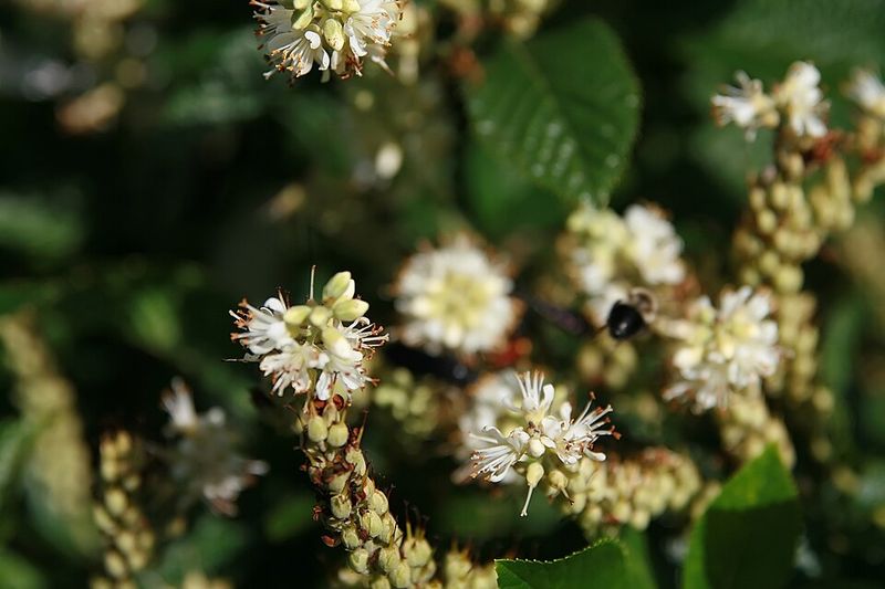 Summersweet Can Be Shaped In March For Fuller Summer Growth