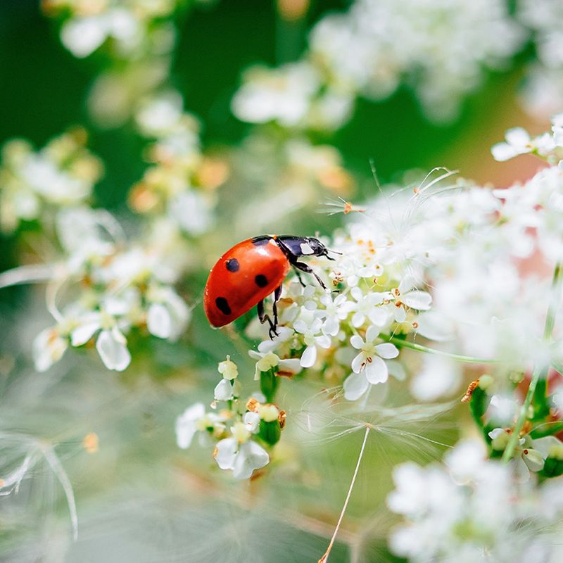 Plants That Shelter Ladybugs