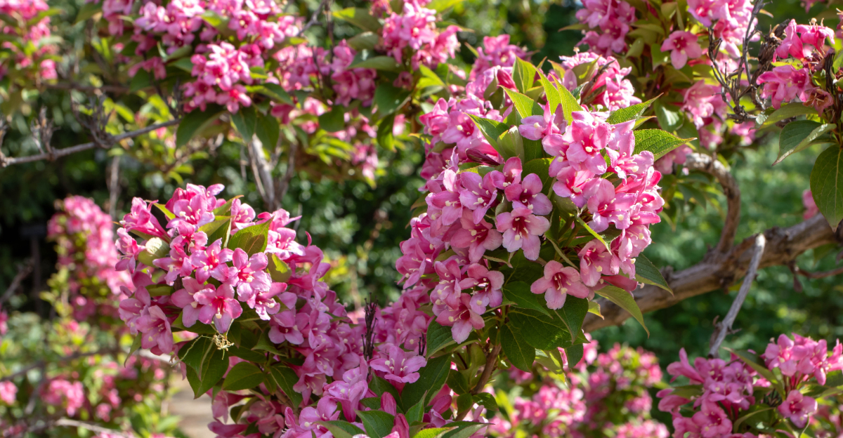 pink flowering shrub